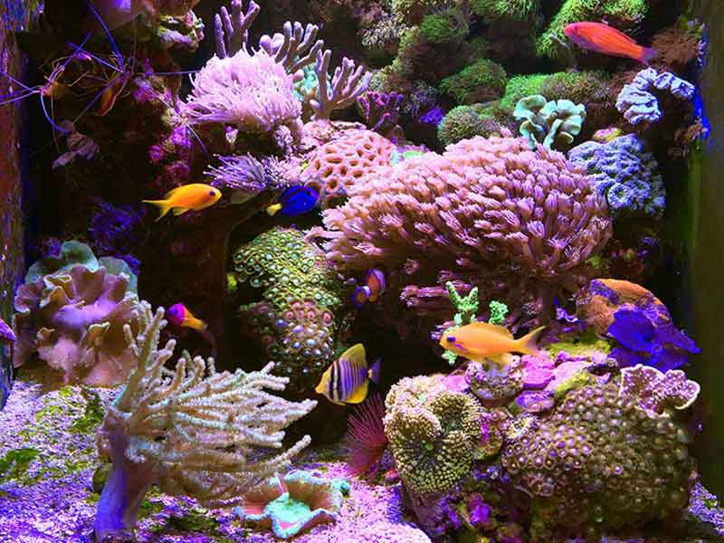 images/bilder/seewasser/poster1-1.jpg#joomlaImage://local-images/bilder/seewasser/poster1-1.jpg?width=800&height=600