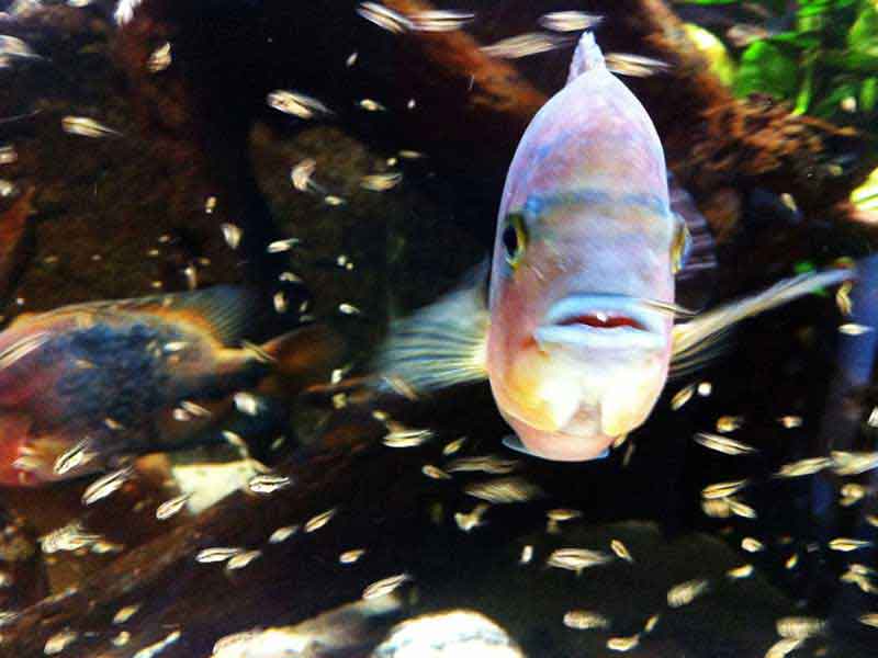 images/bilder/susswasser/sudamerika/800x600/Vieja_5_24-06-2013_5-1.jpg#joomlaImage://local-images/bilder/susswasser/sudamerika/800x600/Vieja_5_24-06-2013_5-1.jpg?width=800&height=600